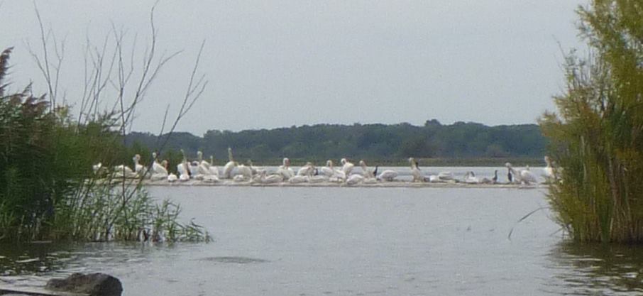 chain_o_lakes_grass_island_herons