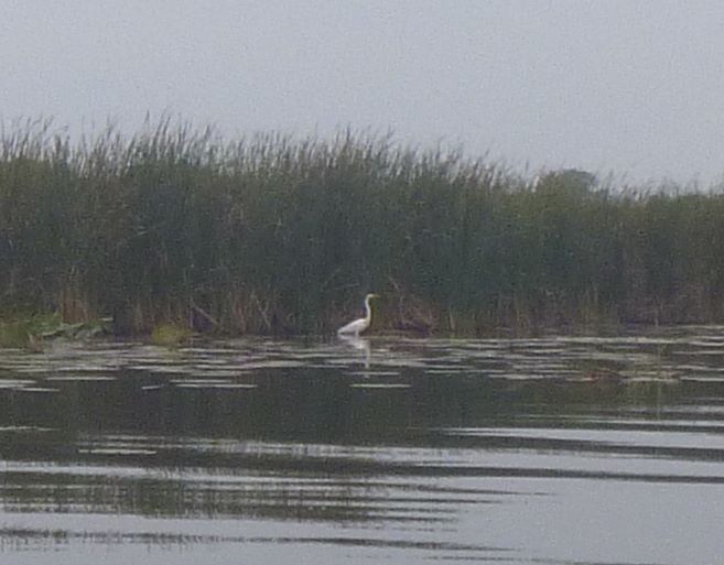 chain_o_lakes_heron