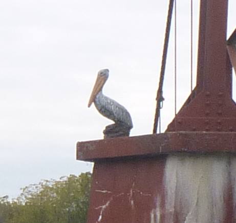 pelican_statue